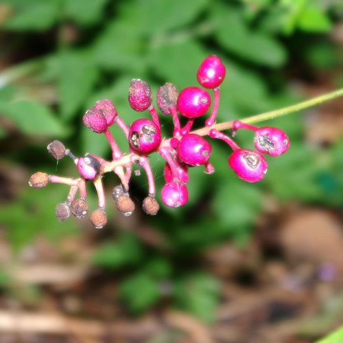 Actaea pachypoda f. rubrocarpa